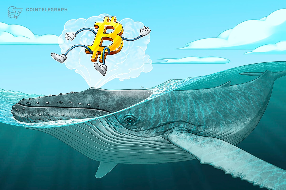 Bitcoin price falls toward range lows, but data shows ‘whales going wild right now’