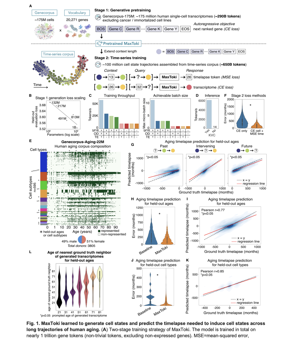 Meet MaxToki: The AI That Predicts How Your Cells Age — and What to Do About It